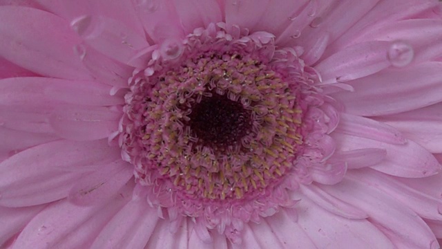 花在水里的特写镜头视频素材