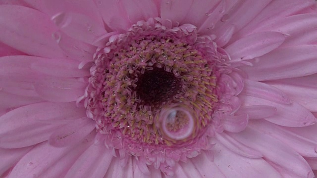 花在水里的特写镜头视频素材