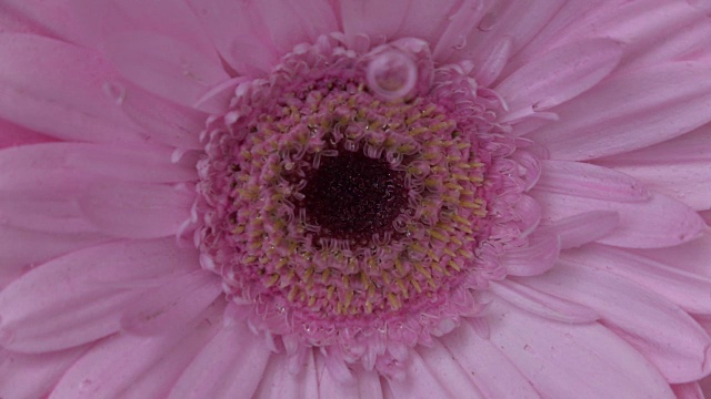 花在水里的特写镜头视频素材