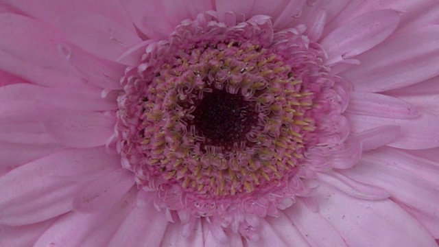 花在水里的特写镜头视频素材