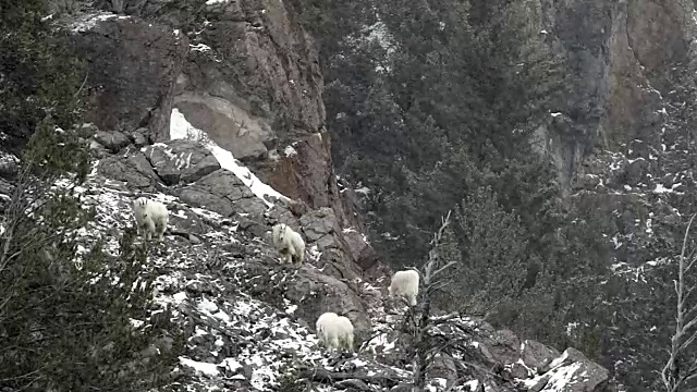 WS拍摄的岩石山山羊(Oreamnos americanus)在暴风雪中爬下山视频素材