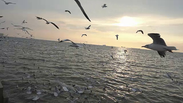 一群海鸥在海上的慢镜头视频素材