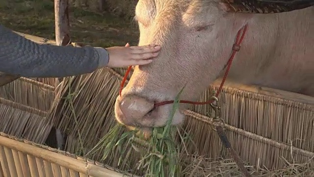 人们喂养摩拉水牛视频素材