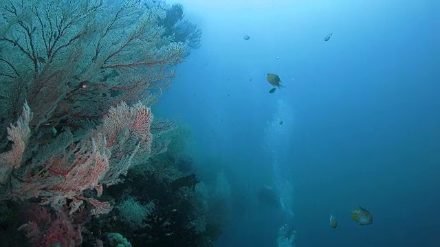 在海底软珊瑚周围游动的小热带鱼视频素材