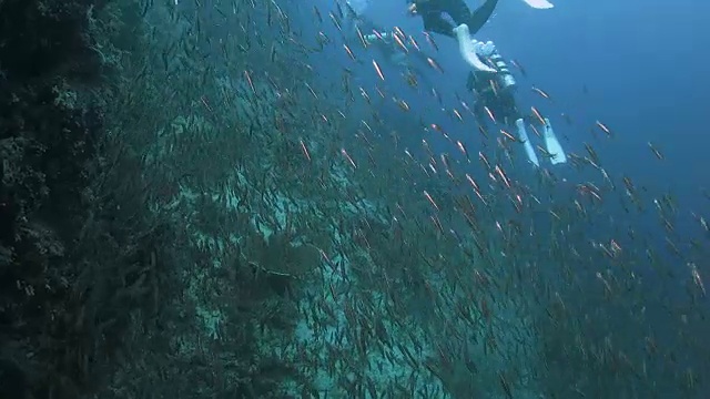 细长的银边，学校，海底，珊瑚礁，印度尼西亚视频素材