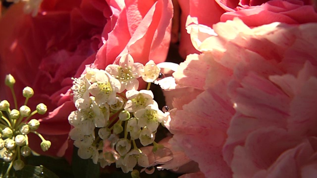 花的特写镜头视频素材