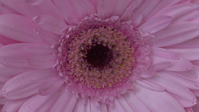 花在水里的特写镜头视频素材