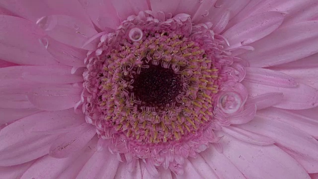 花的特写镜头视频素材