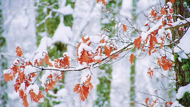 树枝上覆盖着雪视频素材