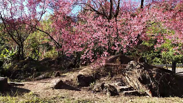 樱花的花视频素材