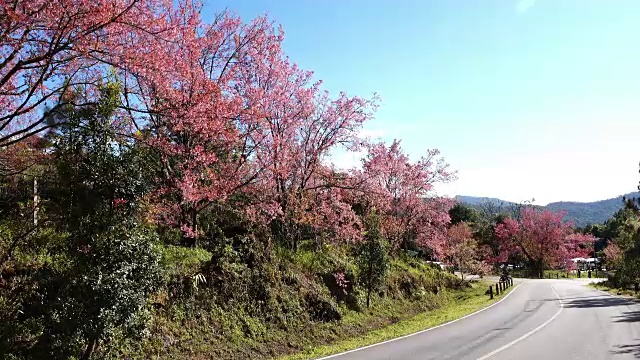 樱花的花视频素材