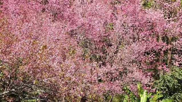 樱花的花视频素材