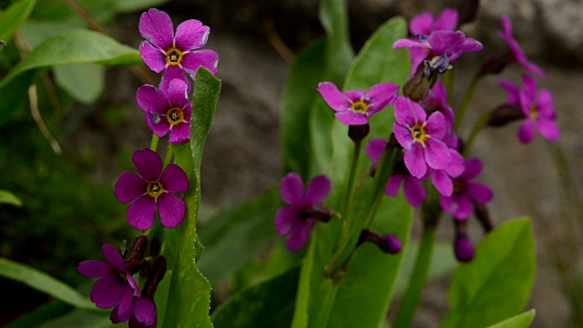 落基山国家公园里的报春花的特写视频素材