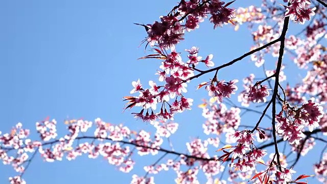 樱花的花视频素材