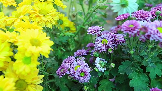 高清平移:花园中多色花朵。视频素材