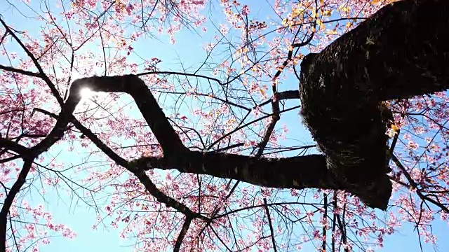 樱花的花视频素材