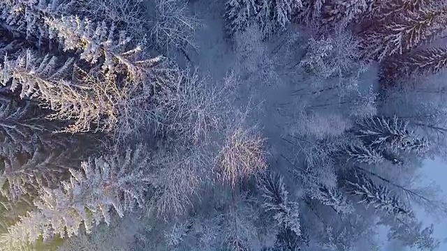 雪地森林的冬季鸟瞰图视频素材