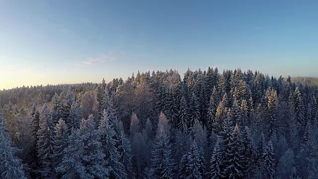 雪地森林的冬季鸟瞰图视频素材