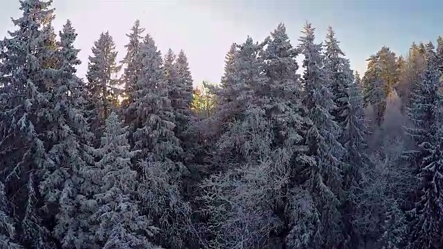 雪地森林的冬季鸟瞰图视频素材