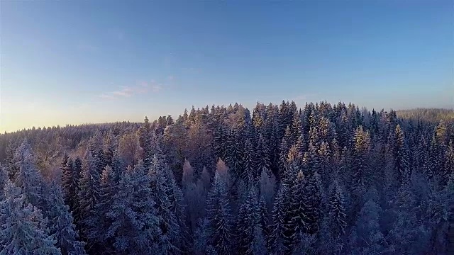 雪地森林的冬季鸟瞰图视频素材