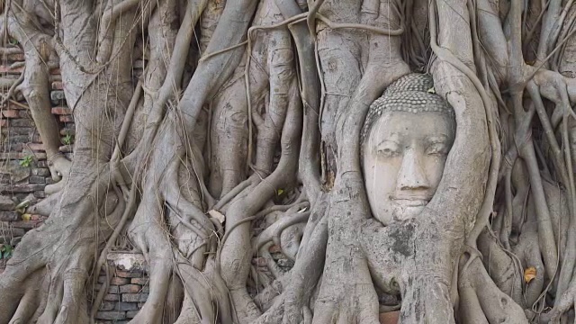 泰国大城府玛哈那寺佛首视频素材