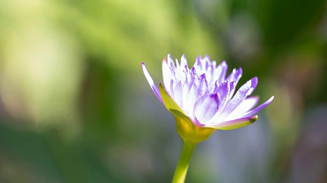 4K延时:荷花动花。视频素材