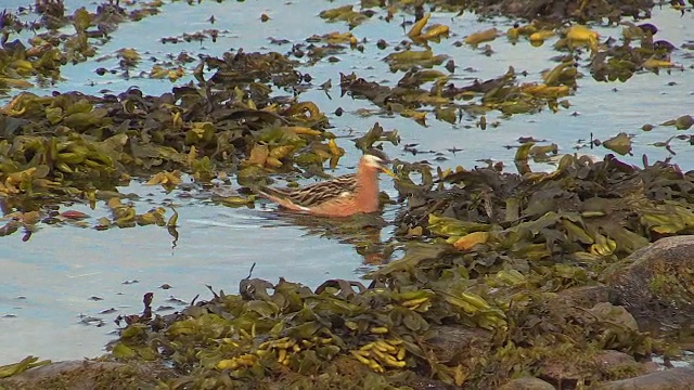 红色Phalarope，斯瓦尔巴特，挪威视频素材