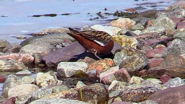 红色Phalarope，斯瓦尔巴特，挪威视频素材