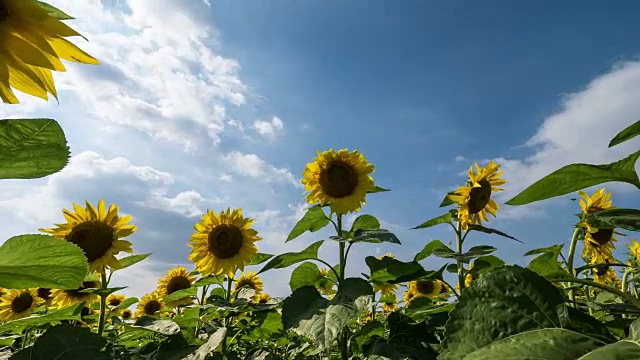 向日葵床的景色与蓝天视频素材