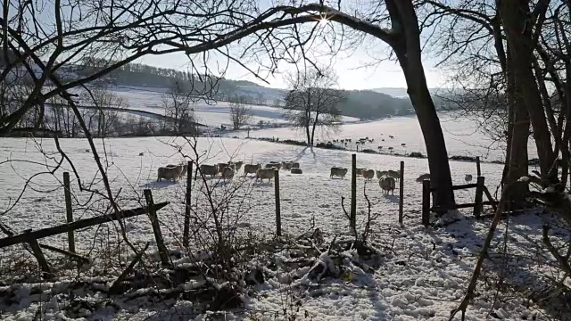 哈索普附近的雪景，皮克区国家公园，德比郡，英格兰，英国视频素材