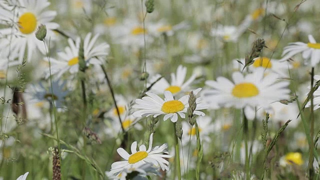 雏菊，皮克区国家公园，德比郡，英国，欧洲视频素材