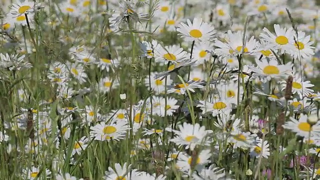 雏菊，皮克区国家公园，德比郡，英国，欧洲视频素材