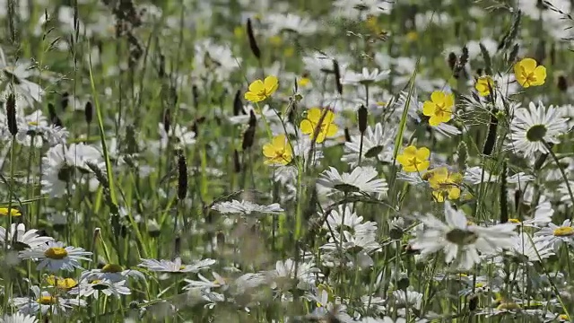 雏菊，皮克区国家公园，德比郡，英国，欧洲视频素材