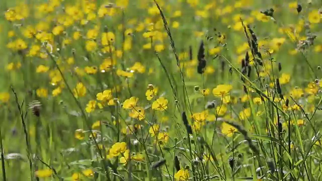 毛茛，峰区国家公园，德比郡，英格兰，英国，欧洲视频素材