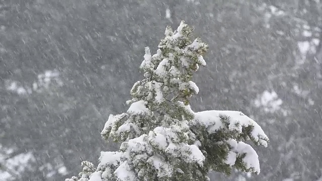 降雪在常绿视频素材