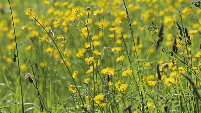 毛茛，峰区国家公园，德比郡，英格兰，英国，欧洲视频素材