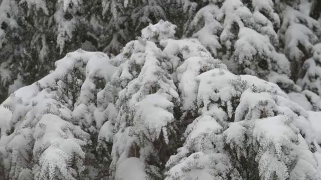 降雪在常绿视频素材