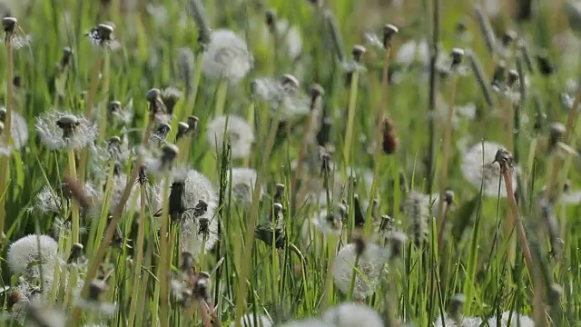 夏日鲜花，德比郡谷，德比郡，英格兰，英国，欧洲视频素材