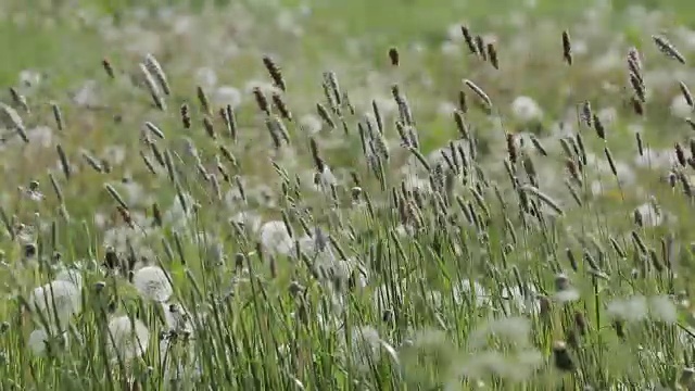 夏日鲜花，德比郡谷，德比郡，英格兰，英国，欧洲视频素材