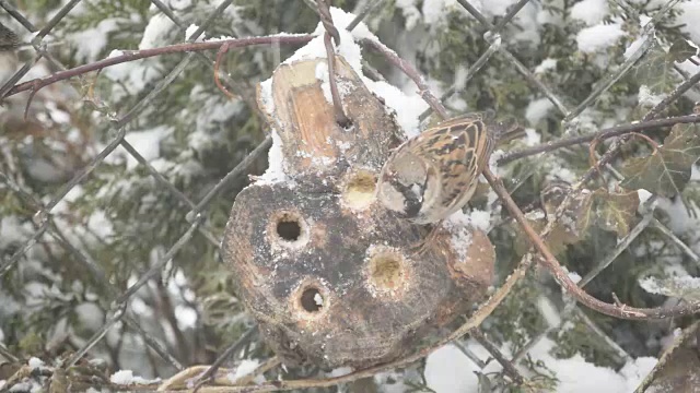 麻雀在暴风雪中进食视频素材