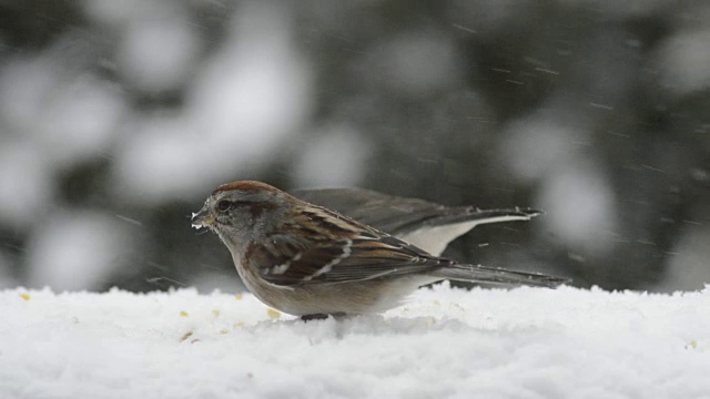 树麻雀在暴风雪中进食视频素材