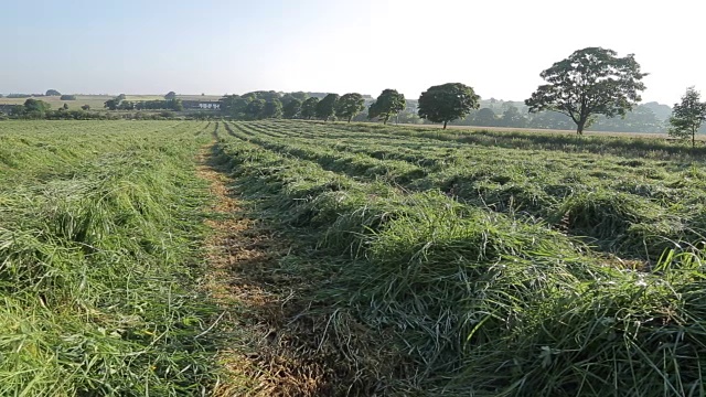 英国，欧洲，英格兰，德比郡，皮克区国家公园，靠近Wadshelf的Hay Field视频素材