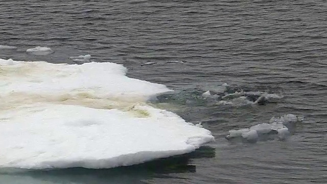 挪威斯瓦尔巴特群岛，海象在冰上跳入水中视频素材