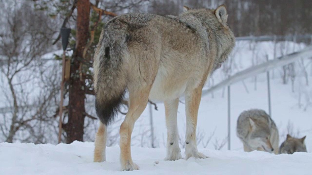 狼群们在白雪覆盖的森林里一起玩耍视频素材