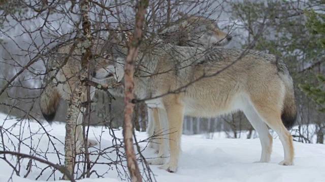 雪地里的狼视频素材