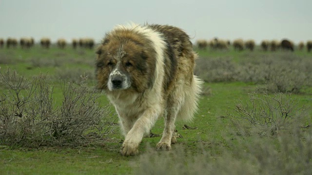 阿塞拜疆牧羊犬视频素材