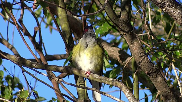 Figbird唱歌视频下载