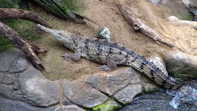 淡水鳄鱼视频下载