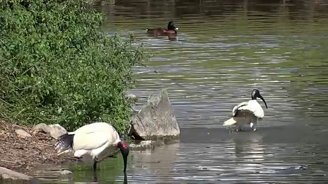 湖上的朱鹭和鸭子视频下载