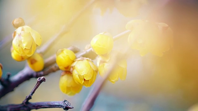 黄桂花盛开的季节视频素材